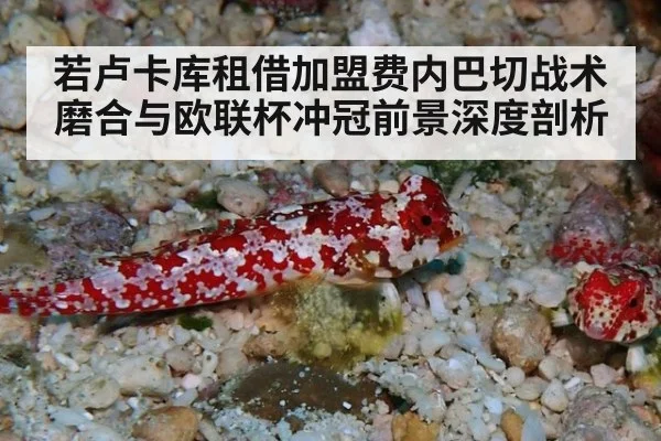 若卢卡库租借加盟费内巴切战术磨合与欧联杯冲冠前景深度剖析