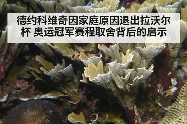 德约科维奇因家庭原因退出拉沃尔杯 奥运冠军赛程取舍背后的启示